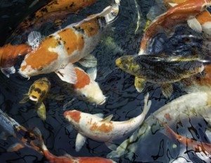 Koi Fish in a Pond